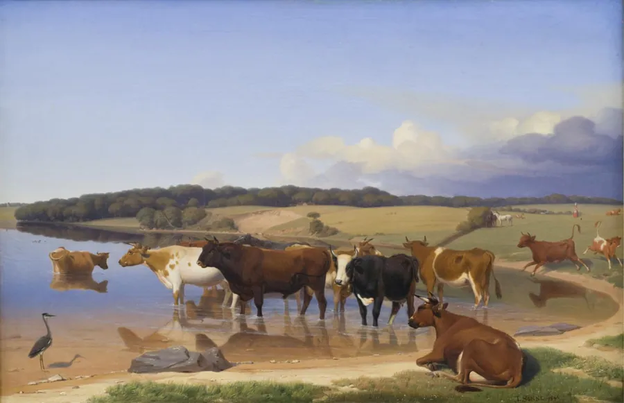 En flok kvæg har søgt kølighed i en sø på en hed sommerdag by Jørgen V. Sonne