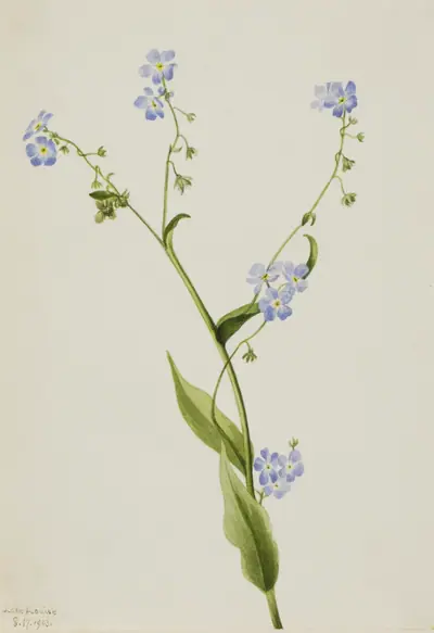Bur-forget-me-not (Lappula diffusa)