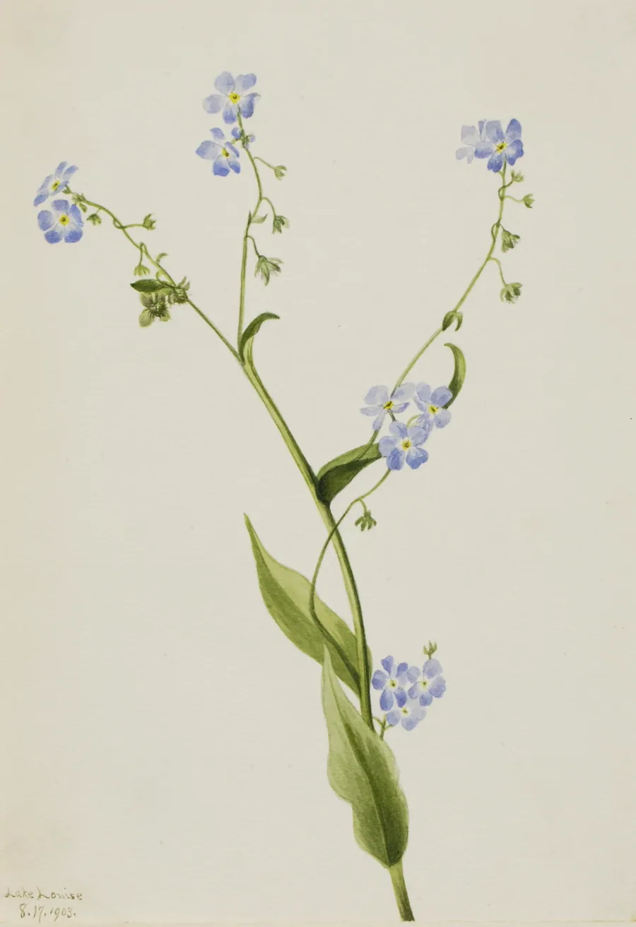 Bur-forget-me-not (Lappula diffusa) by Mary Vaux Walcott, born Philadelphia, PA 1860-died St. Andrews, New Brunswick, Canada 1940