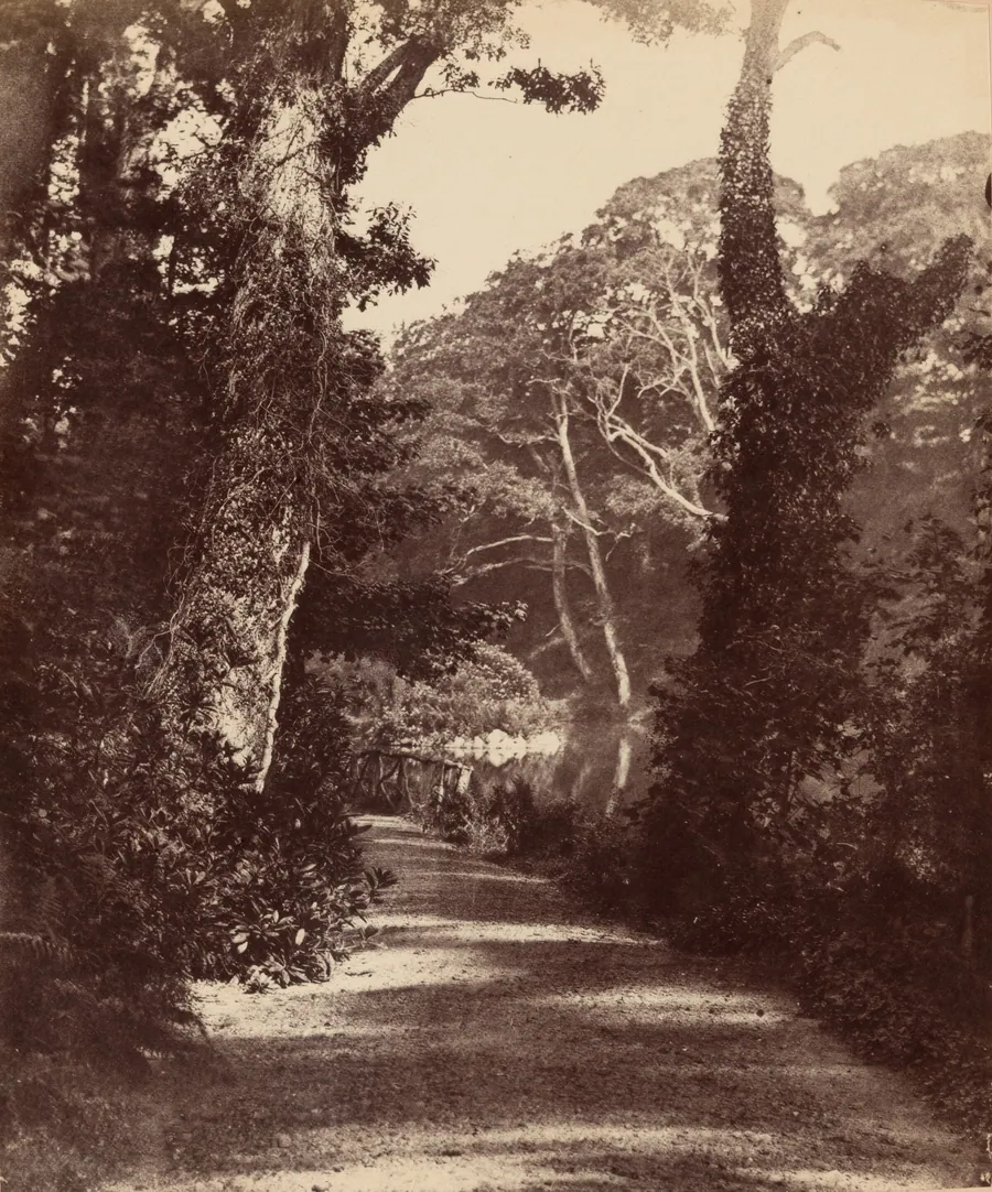 The Upper Lake, Penllergare Valley Woods by John Dillwyn Llewelyn