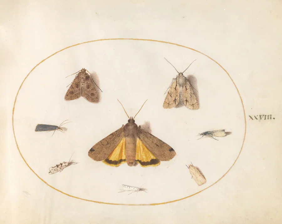 Plate 28: Eight Moths, Including a Large Yellow Underwing and Grey Dagger by Joris Hoefnagel