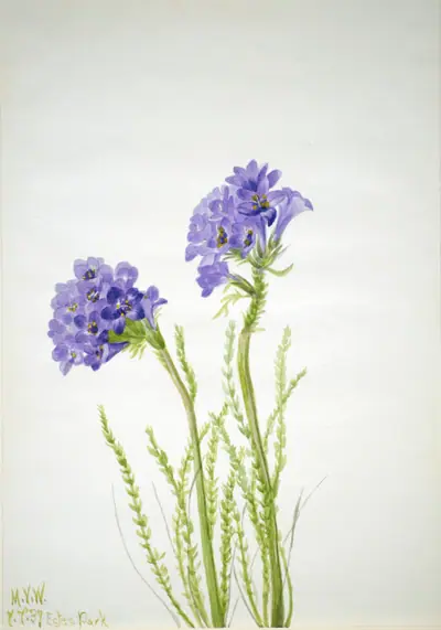 Jacob's Ladder (Polemonium viscosum)