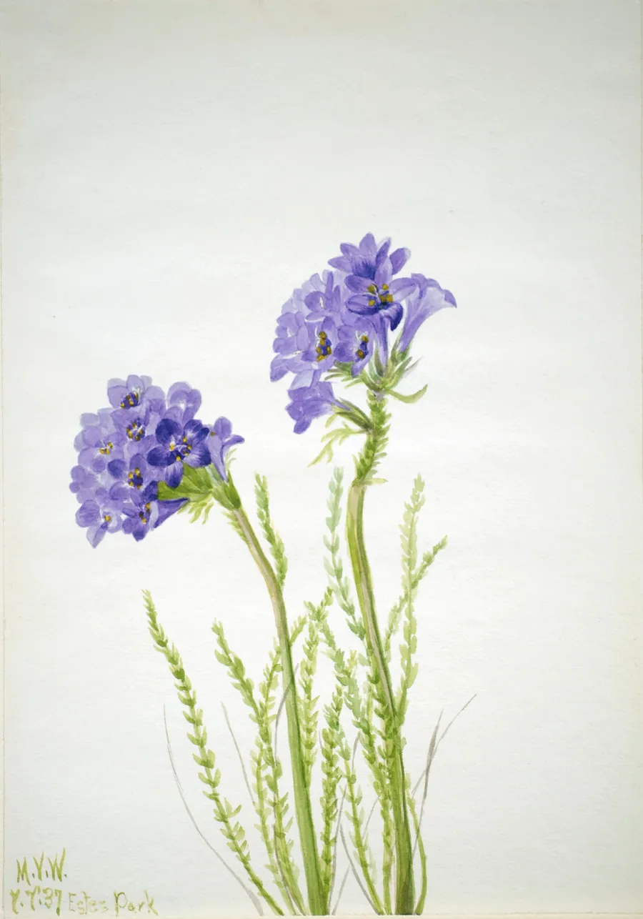 Jacob's Ladder (Polemonium viscosum) by Mary Vaux Walcott, born Philadelphia, PA 1860-died St. Andrews, New Brunswick, Canada 1940
