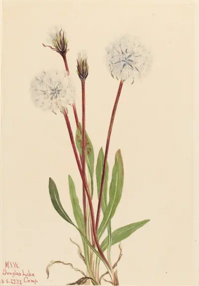 Slender Agoseris (Agoseris gracilens)