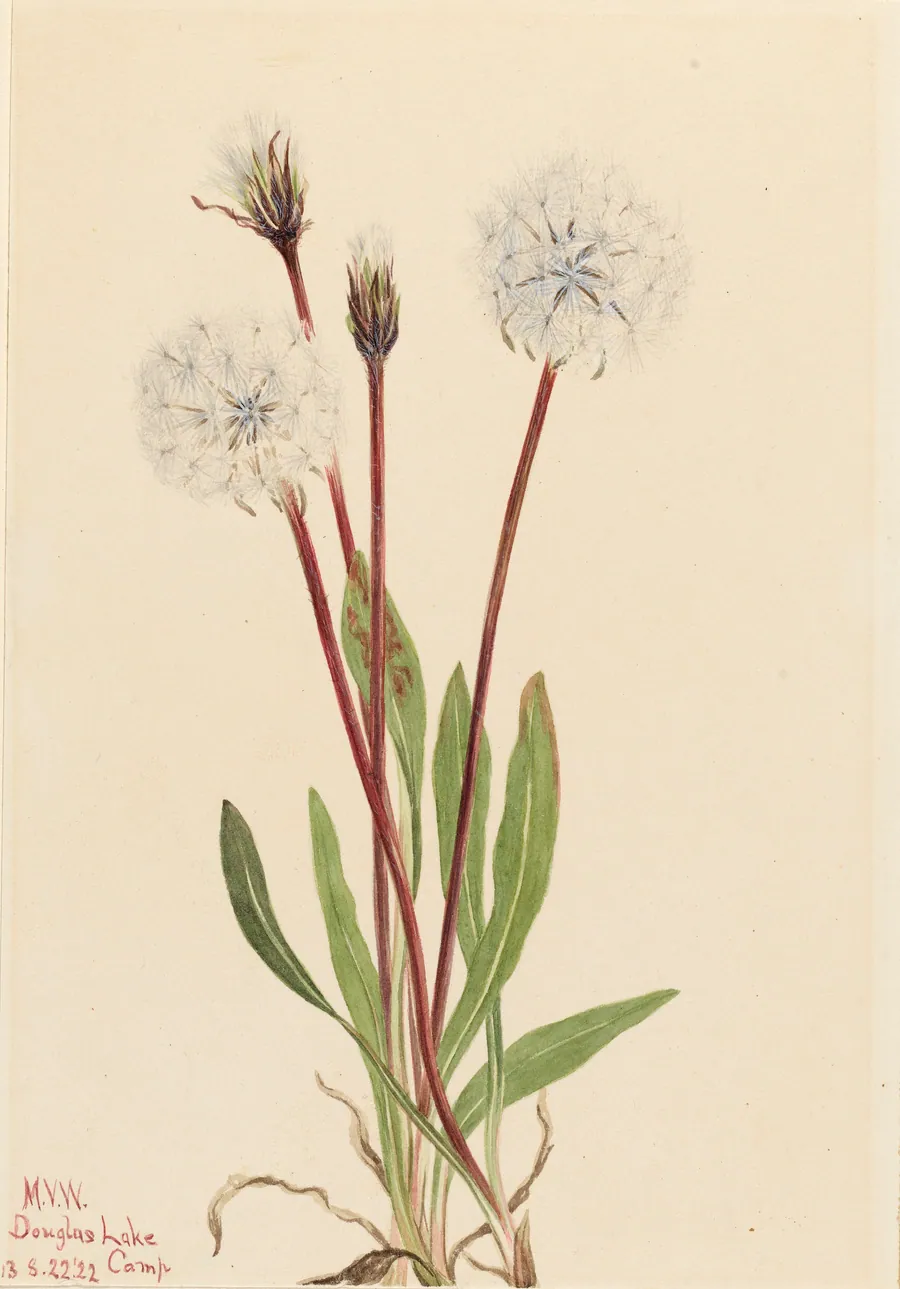 Slender Agoseris (Agoseris gracilens) by Mary Vaux Walcott, born Philadelphia, PA 1860-died St. Andrews, New Brunswick, Canada 1940