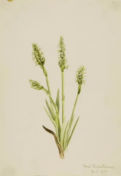 Hooded Ladies-Tresses (Ibidium strictum)