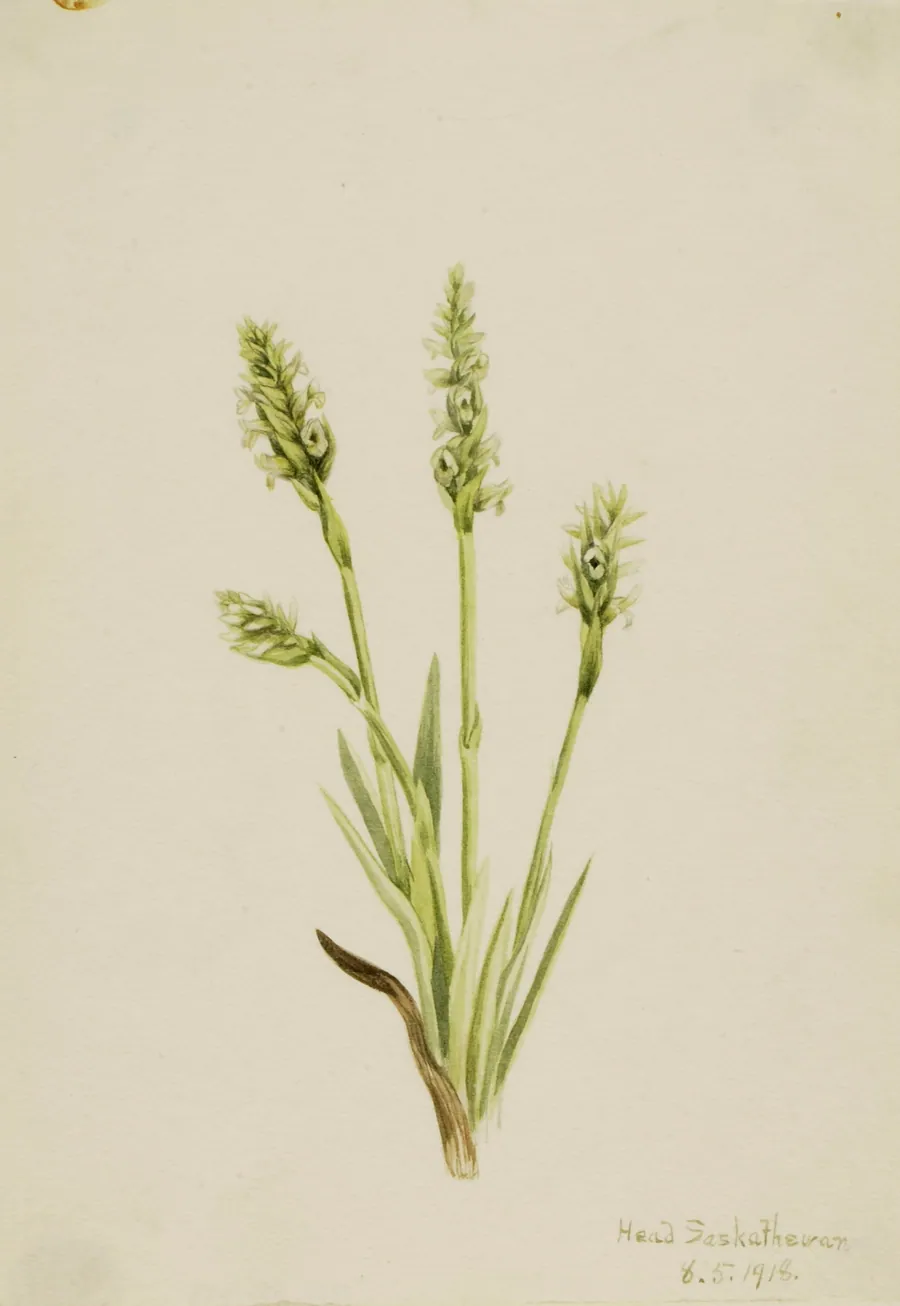 Hooded Ladies-Tresses (Ibidium strictum) by Mary Vaux Walcott, born Philadelphia, PA 1860-died St. Andrews, New Brunswick, Canada 1940