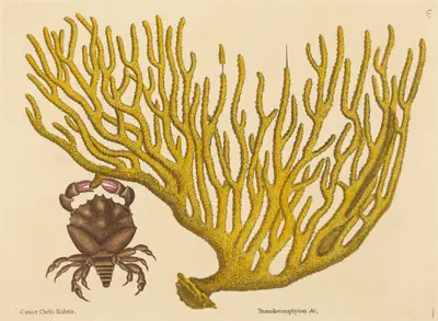 The Red Clawed Crab (Cancer erythropus)
