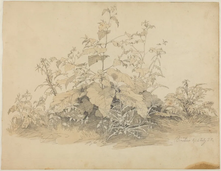 Wild Plants near Birstein by Johann Christian Heerdt
