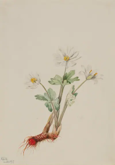 Bloodroot (Sanguinaria canadensis)