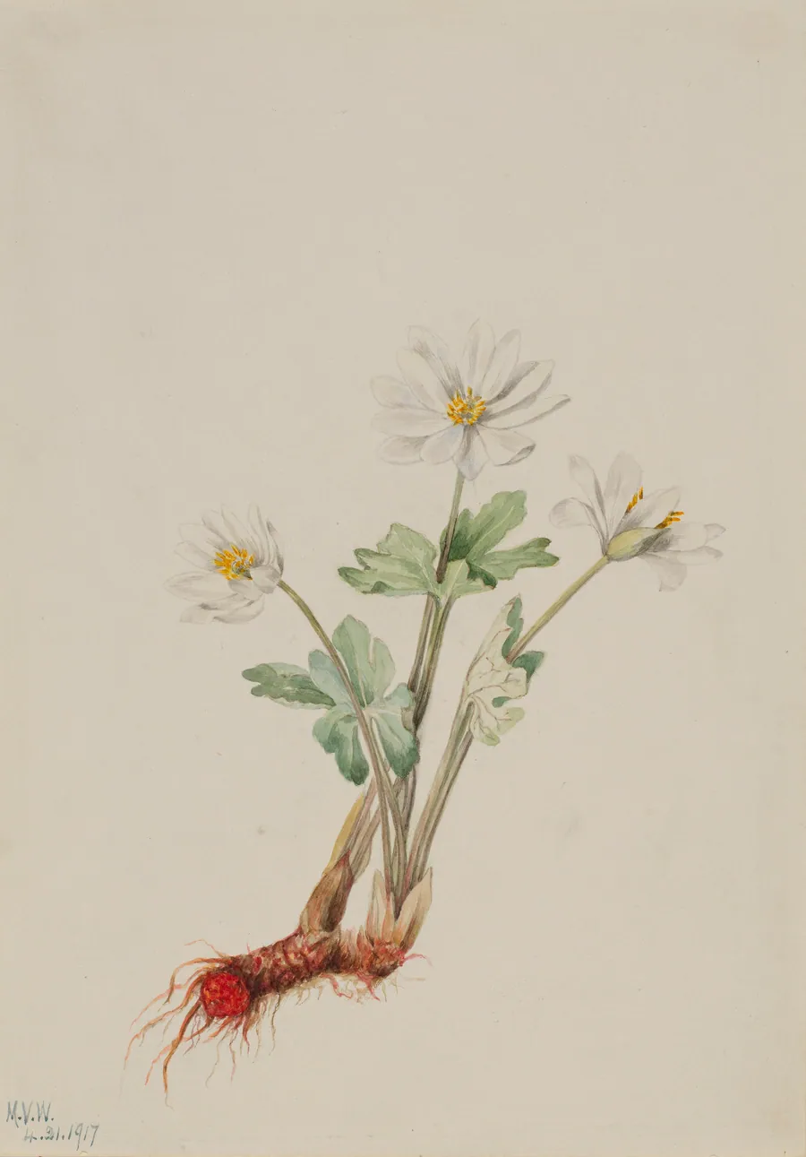 Bloodroot (Sanguinaria canadensis) by Mary Vaux Walcott, born Philadelphia, PA 1860-died St. Andrews, New Brunswick, Canada 1940