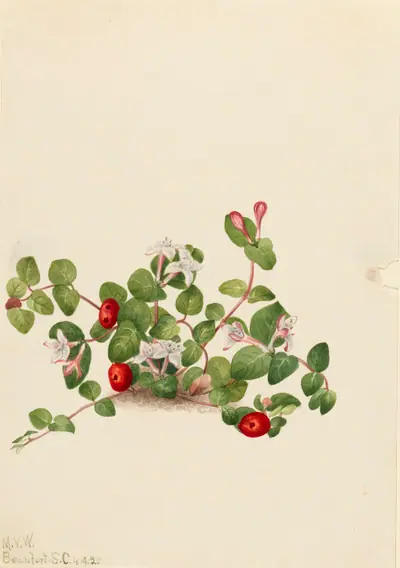 Partridgeberry (Mitchella repens)