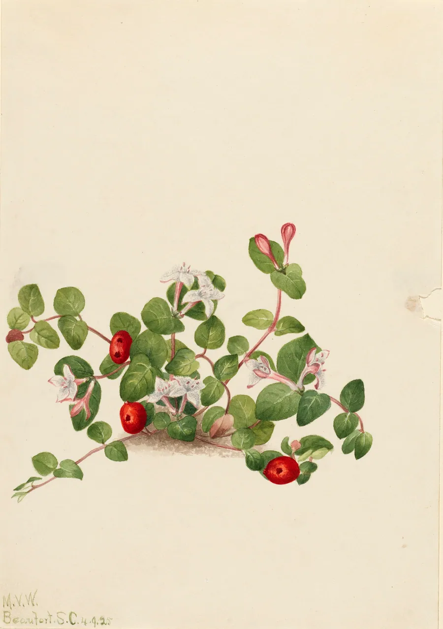 Partridgeberry (Mitchella repens) by Mary Vaux Walcott, born Philadelphia, PA 1860-died St. Andrews, New Brunswick, Canada 1940