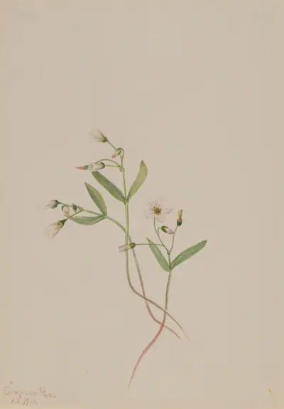 Spring Beauty (Claytonia lanceolata)