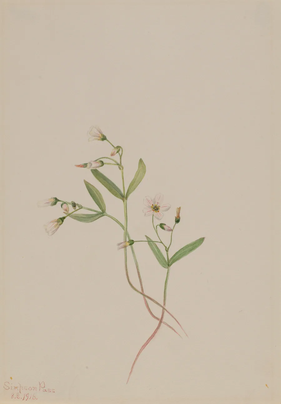 Spring Beauty (Claytonia lanceolata) by Mary Vaux Walcott, born Philadelphia, PA 1860-died St. Andrews, New Brunswick, Canada 1940
