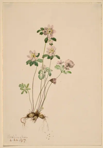 Anemonella (Syndesmon thalictroides)