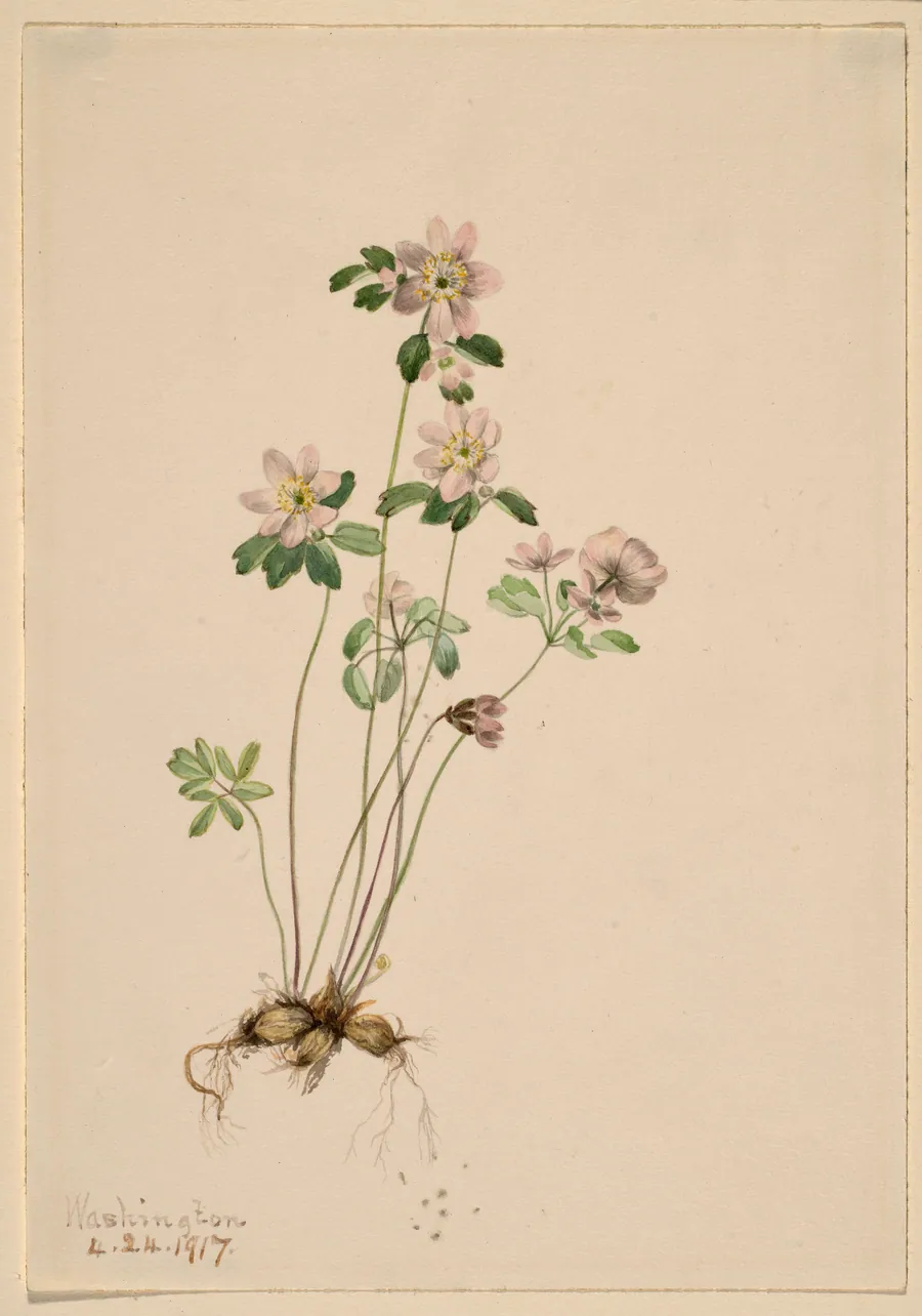 Anemonella (Syndesmon thalictroides) by Mary Vaux Walcott, born Philadelphia, PA 1860-died St. Andrews, New Brunswick, Canada 1940