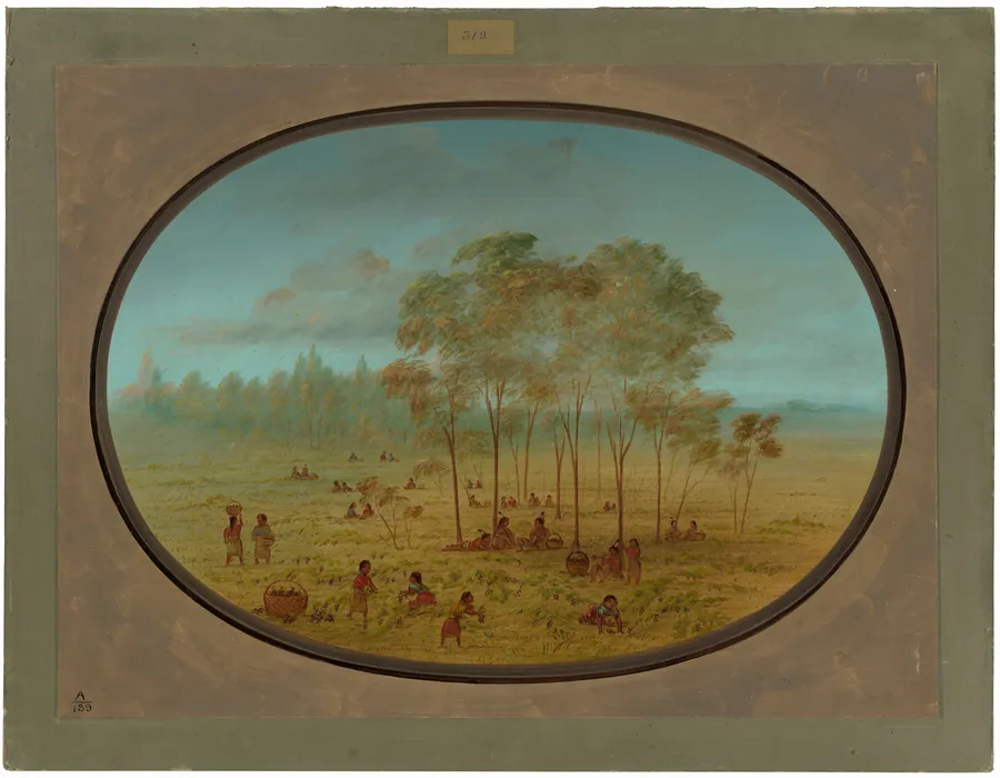 Kiowa Indians Gathering Wild Grapes by George Catlin