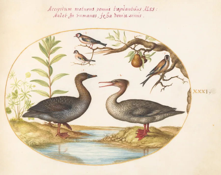 Plate 31: Duck, Merganser, and Three Goldfinches by Joris Hoefnagel