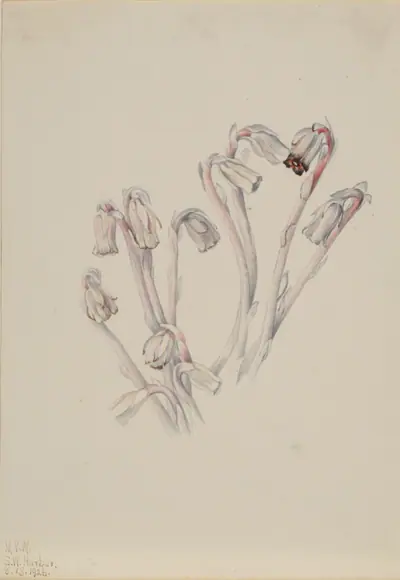 Indian Pipe (Monotropa uniflora)