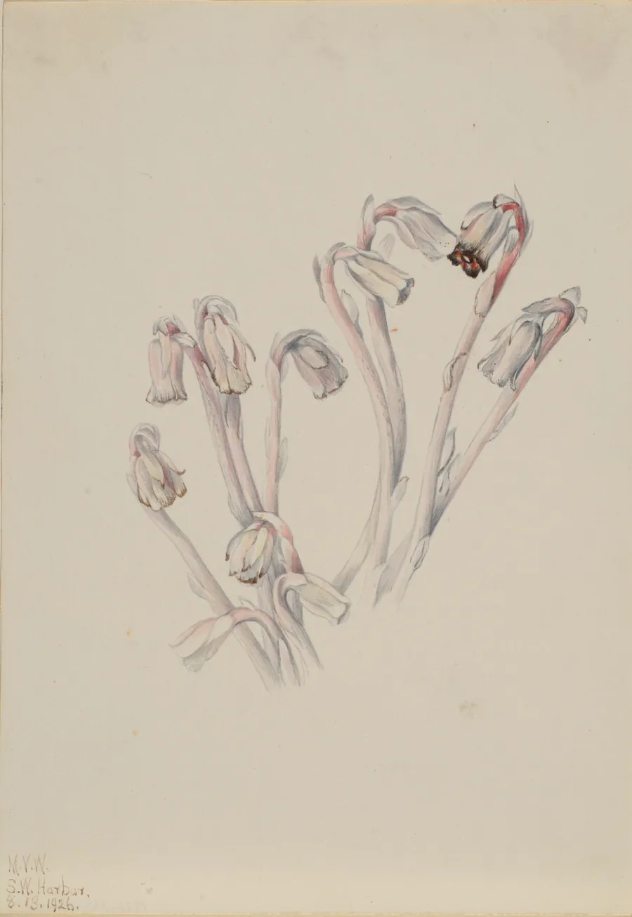Indian Pipe (Monotropa uniflora) by Mary Vaux Walcott, born Philadelphia, PA 1860-died St. Andrews, New Brunswick, Canada 1940