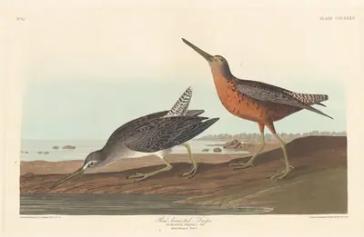 Red-breasted Snipe