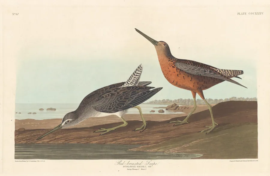 Red-breasted Snipe by Robert Havell, Jr.