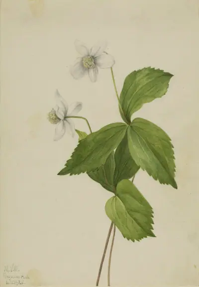 Forest Anemone (Anemone deltoidea)