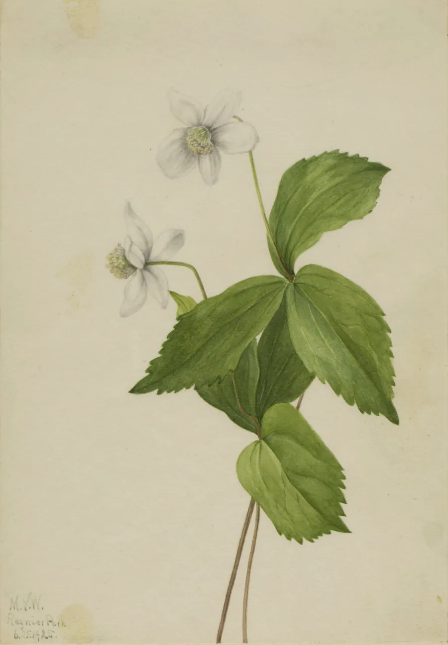 Forest Anemone (Anemone deltoidea) by Mary Vaux Walcott, born Philadelphia, PA 1860-died St. Andrews, New Brunswick, Canada 1940