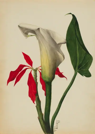 Untitled (Calla Lily)