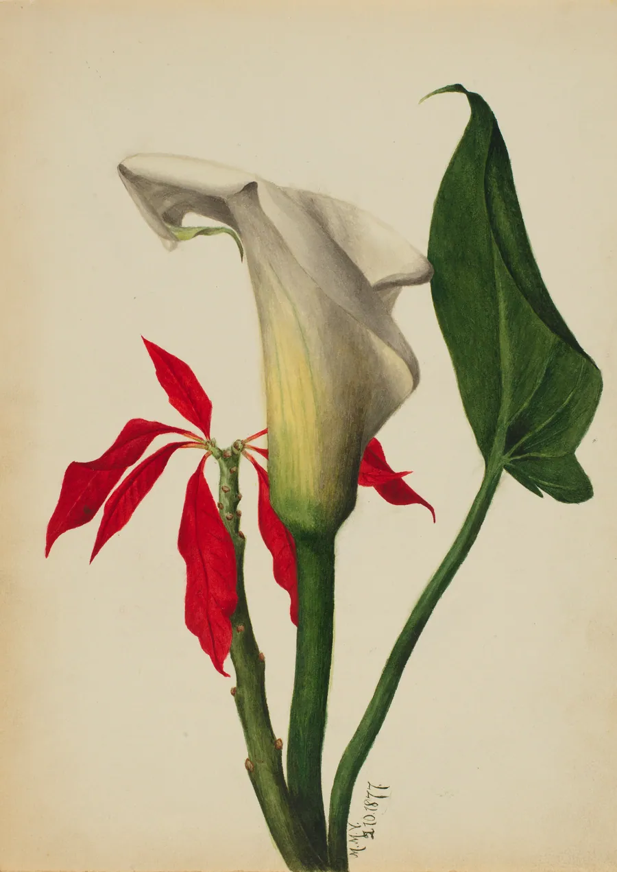Untitled (Calla Lily) by Mary Vaux Walcott, born Philadelphia, PA 1860-died St. Andrews, New Brunswick, Canada 1940