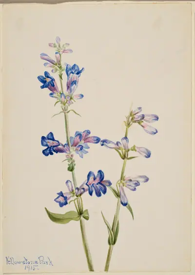 Blue Beard-Tongue (Pentstemon)