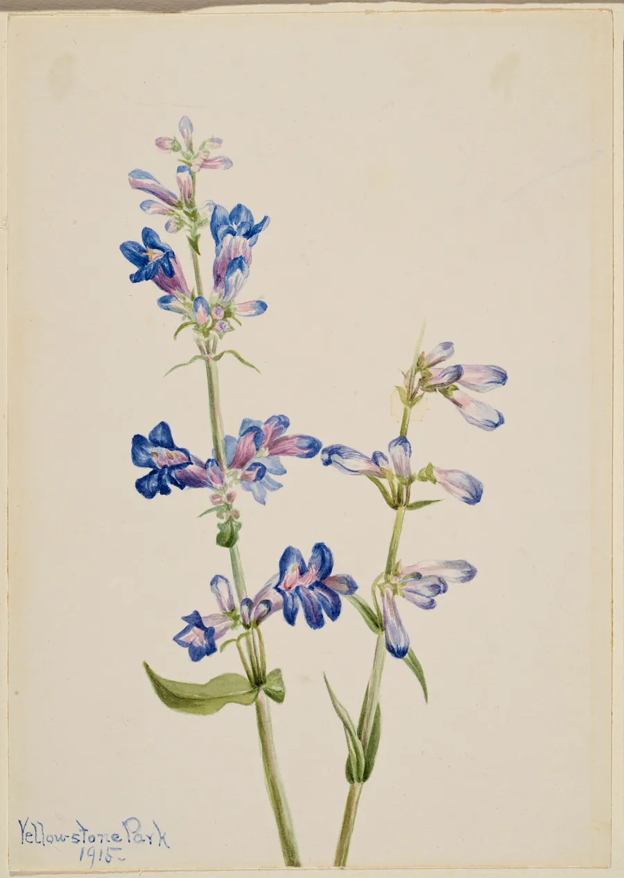 Blue Beard-Tongue (Pentstemon) by Mary Vaux Walcott, born Philadelphia, PA 1860-died St. Andrews, New Brunswick, Canada 1940
