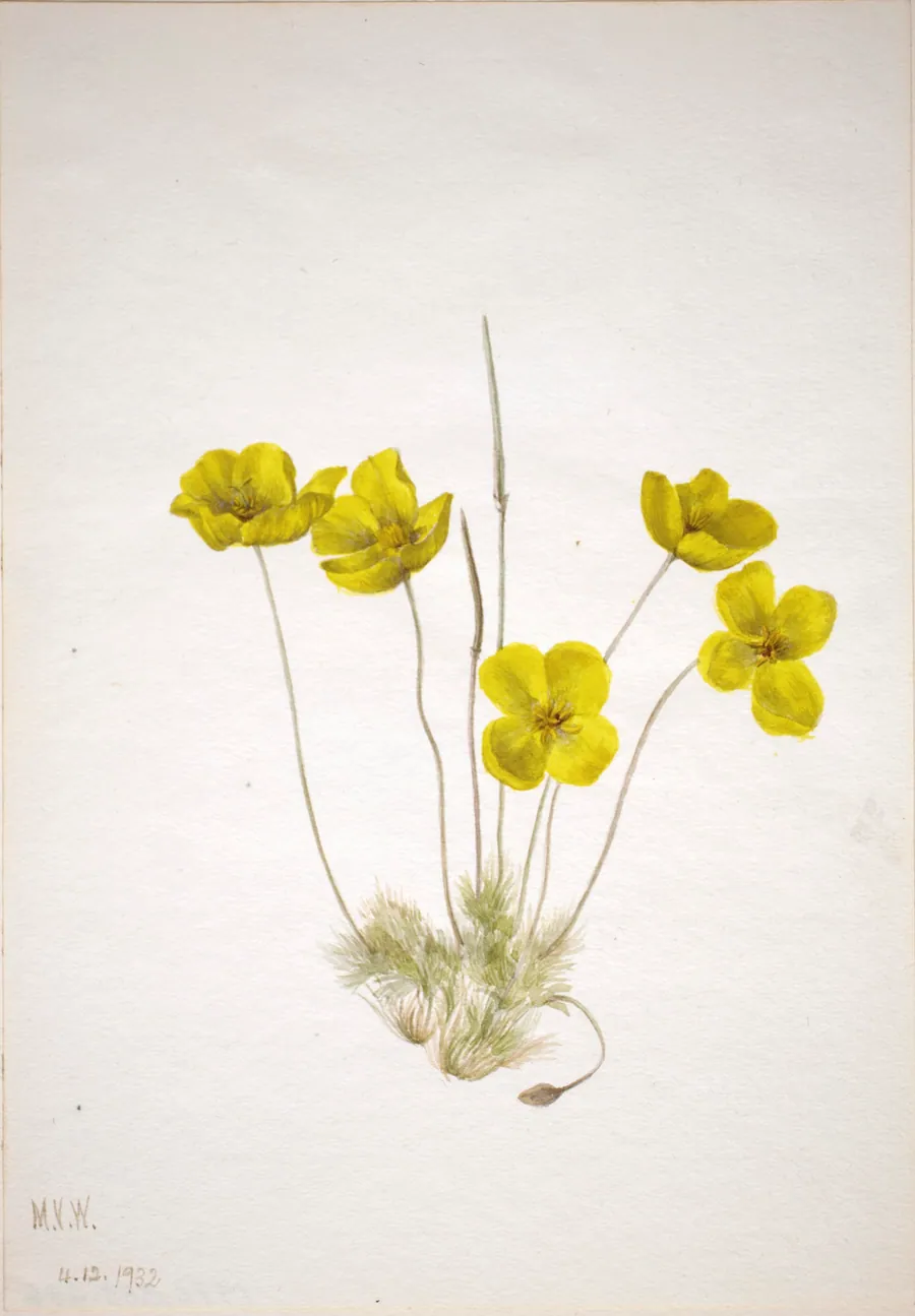 Desert Poppy (Eschscholtzia glyptosperma) by Mary Vaux Walcott, born Philadelphia, PA 1860-died St. Andrews, New Brunswick, Canada 1940