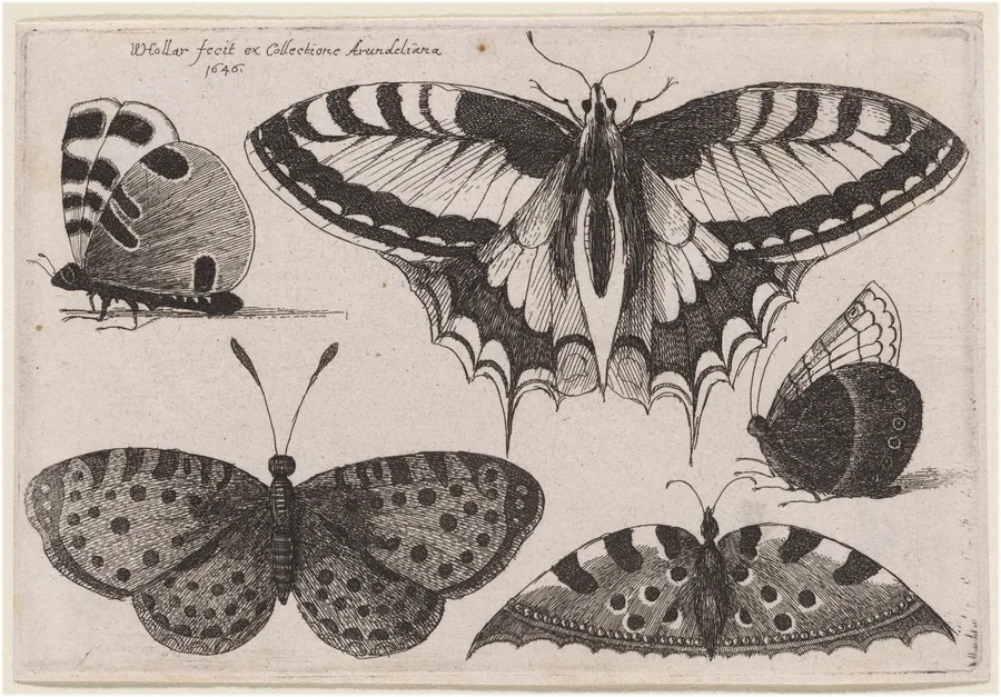 Three Butterflies and Two Moths by Wenceslaus Hollar