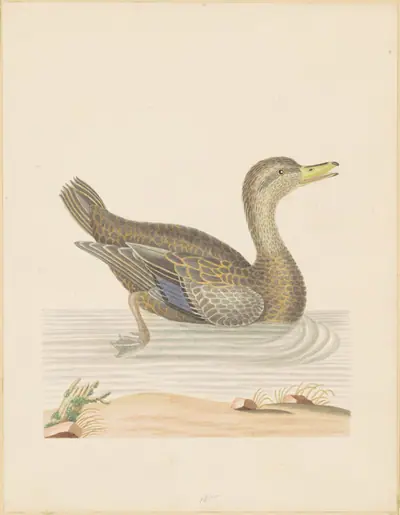 Roan Duck