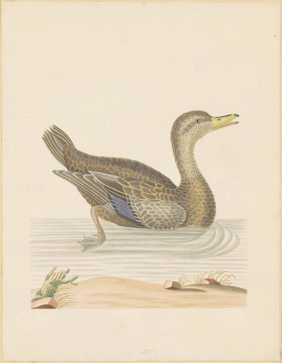 Roan Duck by John Abbot