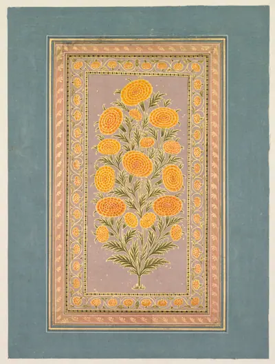 Flowering Marigold (verso)
