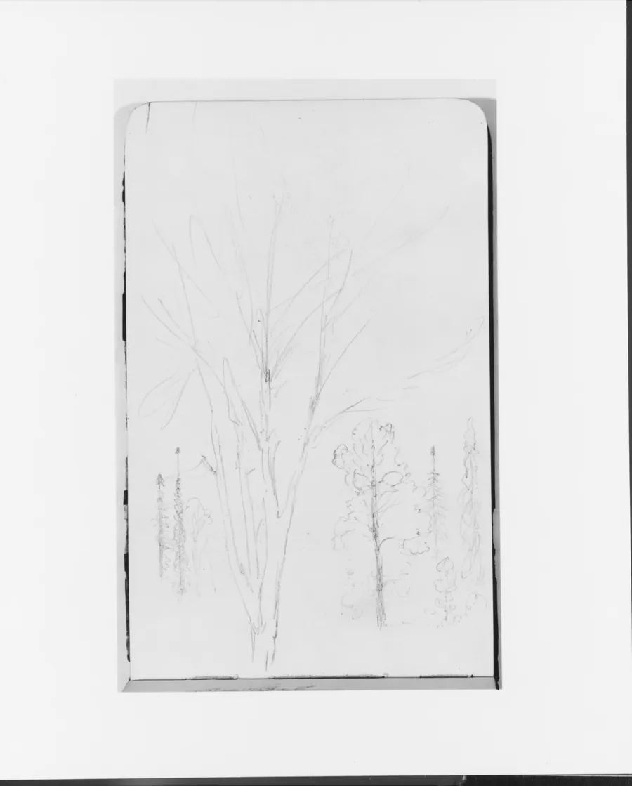 Sketches of Trees (from Sketchbook) by Albert Bierstadt