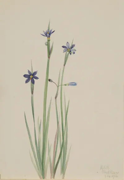 Blue-eyed-grass (Sisyrinchium angustifolium)