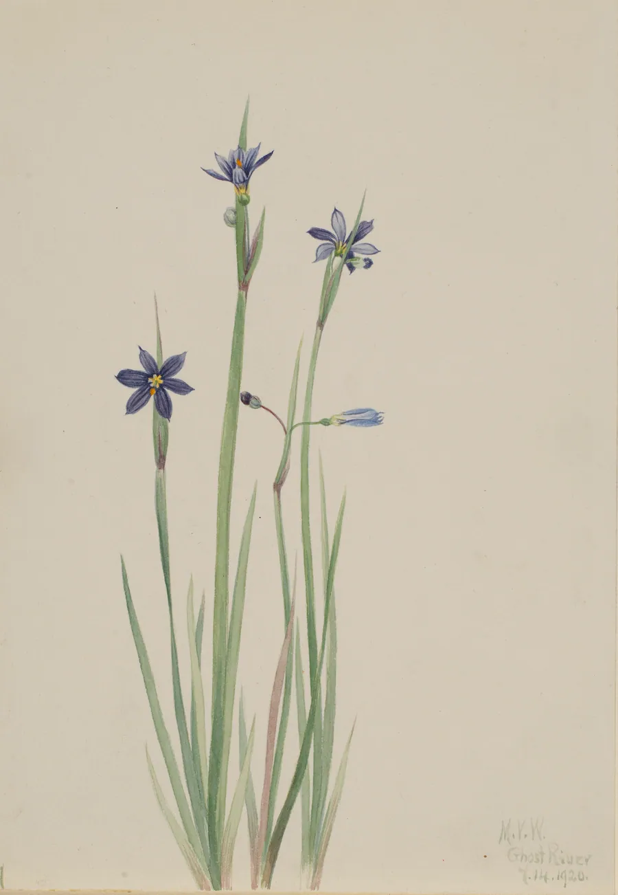 Blue-eyed-grass (Sisyrinchium angustifolium) by Mary Vaux Walcott, born Philadelphia, PA 1860-died St. Andrews, New Brunswick, Canada 1940