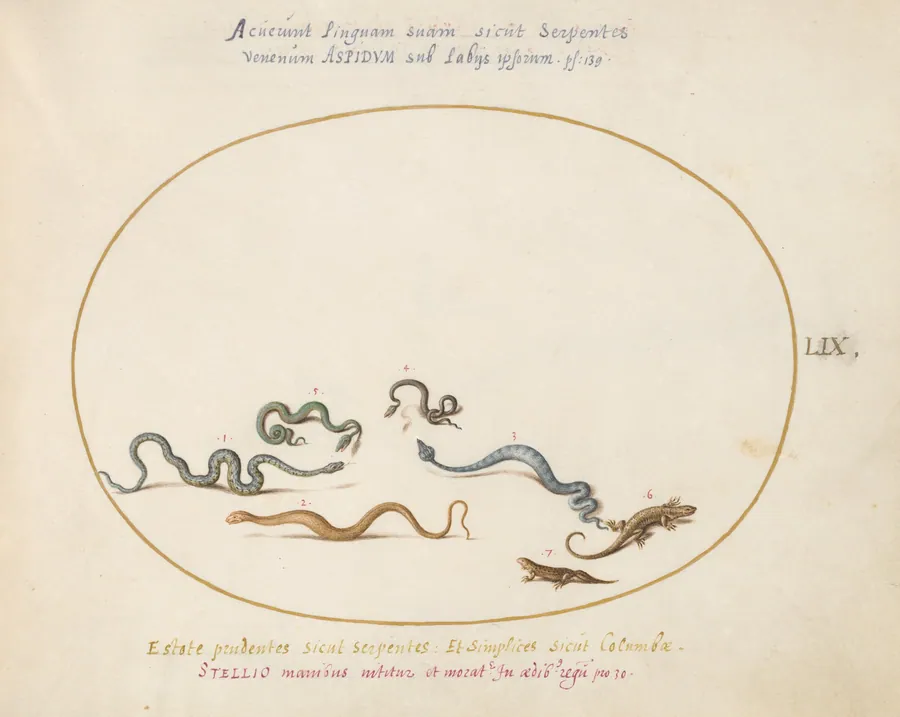 Plate 59: Snakes and a Lizard by Joris Hoefnagel
