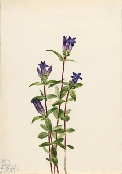 Riverbank Gentian (Gentiana affinis)