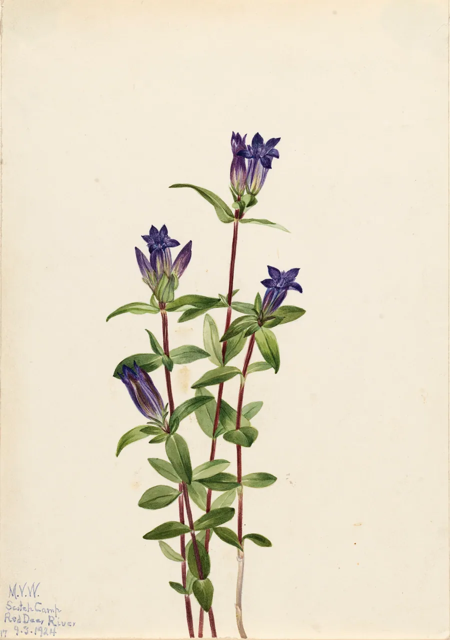 Riverbank Gentian (Gentiana affinis) by Mary Vaux Walcott, born Philadelphia, PA 1860-died St. Andrews, New Brunswick, Canada 1940