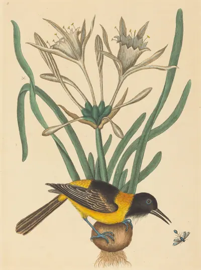 The Yellow and Black Pye (Oriolus Icterus)