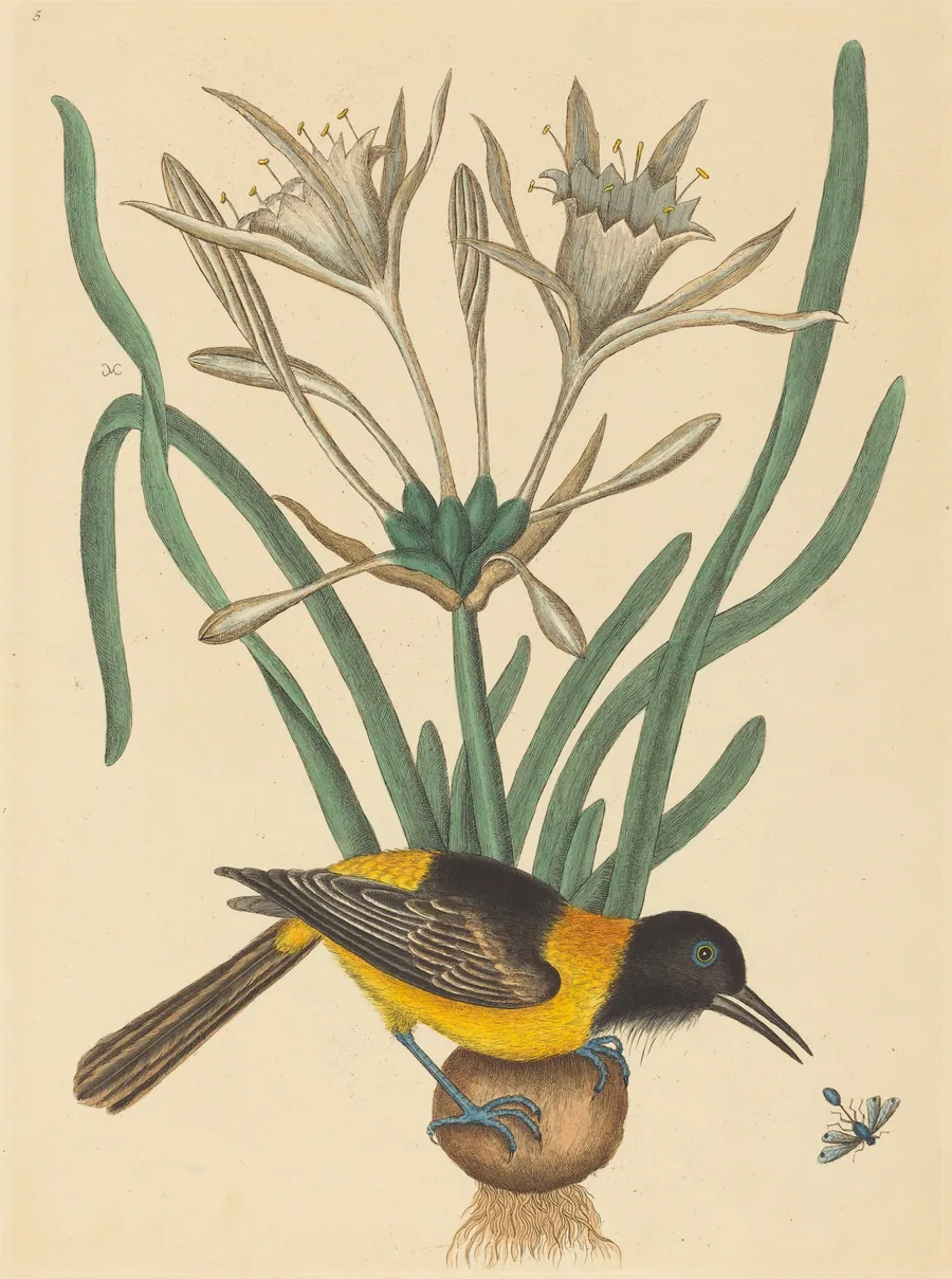 The Yellow and Black Pye (Oriolus Icterus) by Mark Catesby