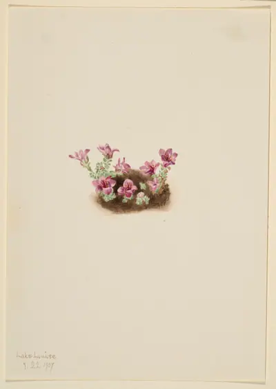 Purple Saxifrage (Saxifrage oppositifolia)