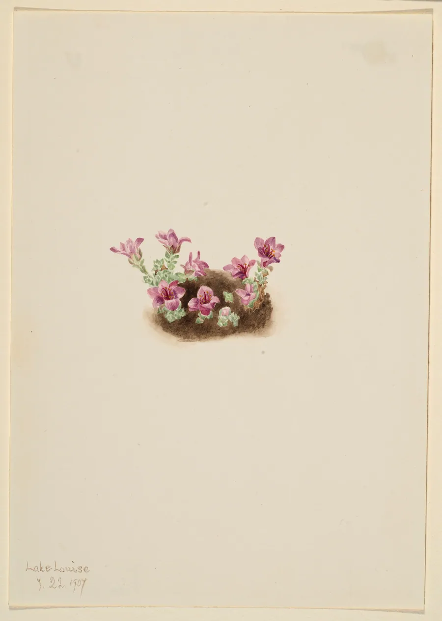 Purple Saxifrage (Saxifrage oppositifolia) by Mary Vaux Walcott, born Philadelphia, PA 1860-died St. Andrews, New Brunswick, Canada 1940