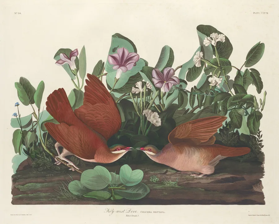 Key-west Dove by Robert Havell, Jr.