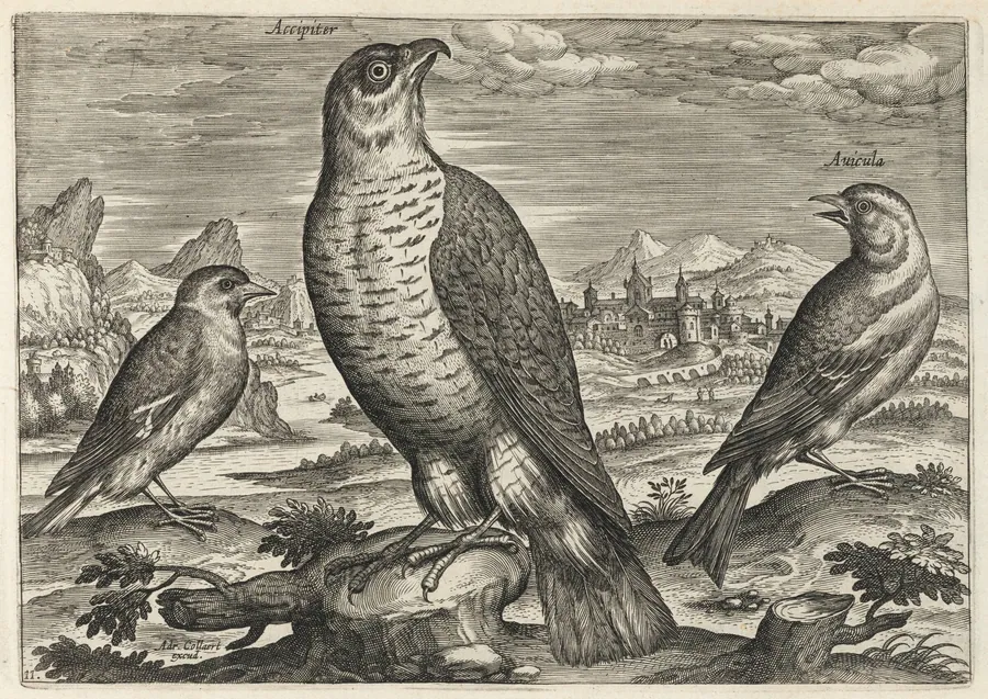 Hawk and Sparrows by Adriaen Collaert